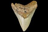 Fossil Megalodon Tooth - North Carolina #109828-1